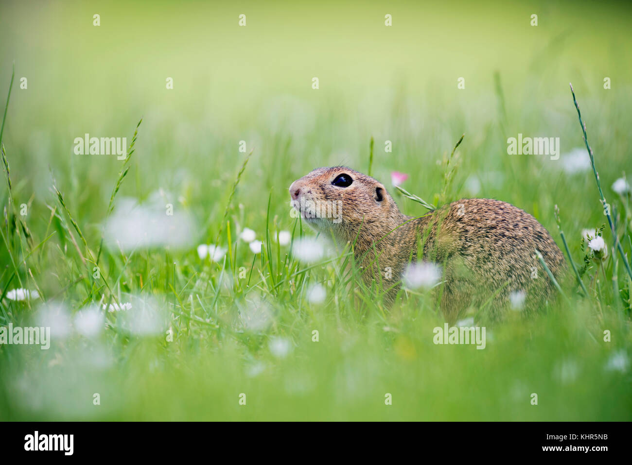 European Ground Squirrel (Spermophilus citellus), Austria Stock Photo
