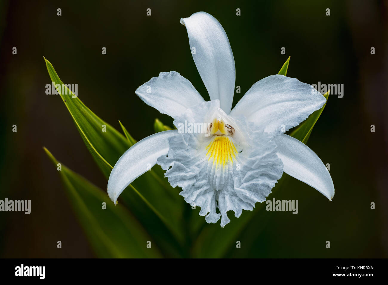 Orchid (Orchideae) flower, Sierra De La Macarena National Park, Meta,  Colombia Stock Photo - Alamy, image size:1300x956
