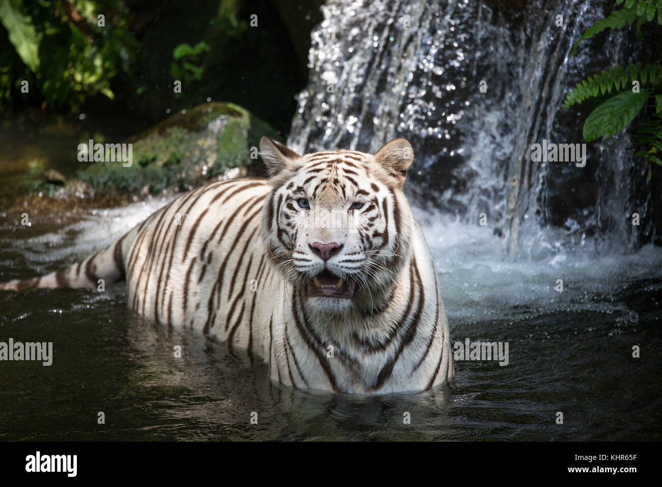 Bengal Tiger (Panthera tigris tigris), white morph, native to India