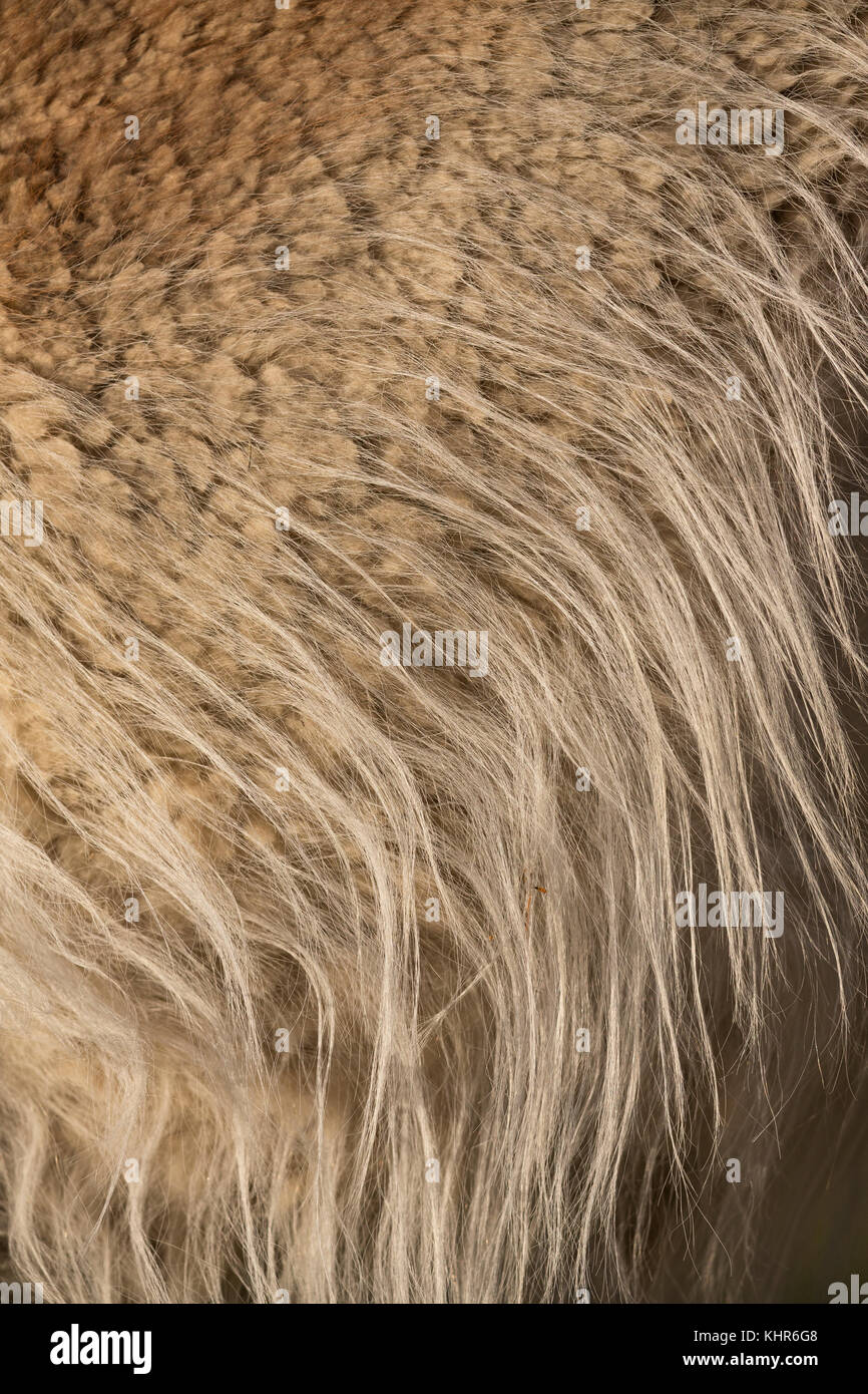 Guanaco (Lama guanicoe) fur, Torres del Paine National Park, Patagonia ...