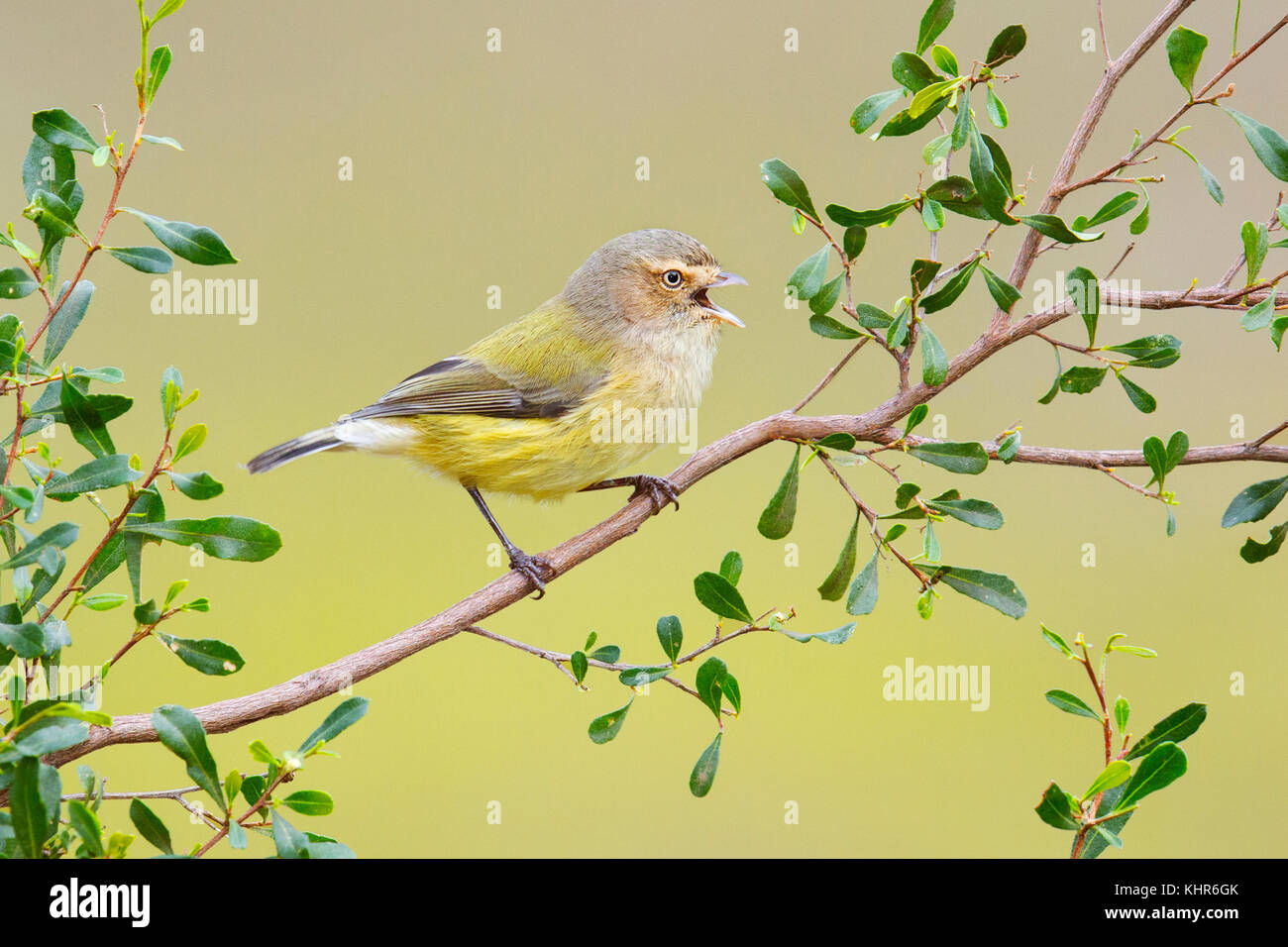 Weebill (Smicrornis brevirostris) calling, Victoria, Australia Stock