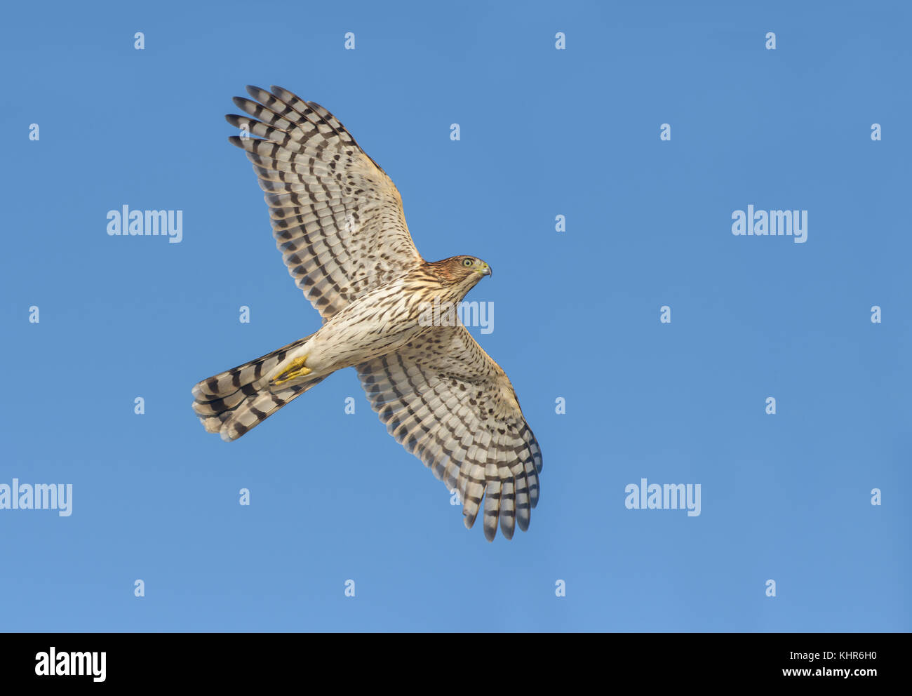 Cooper's Hawk (Accipiter cooperii) female flying, Texas Stock Photo - Alamy