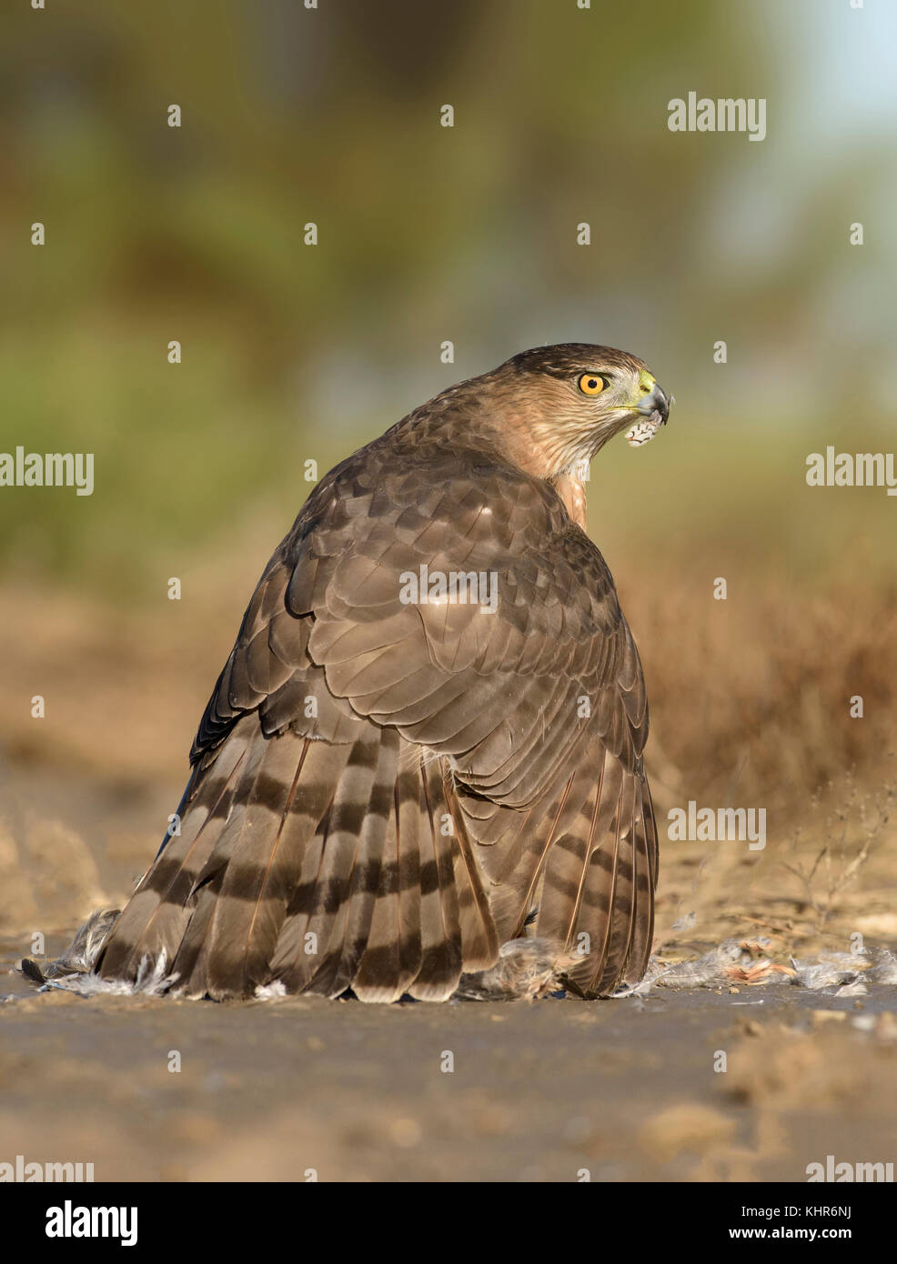 Female coopers hawk hi-res stock photography and images - Alamy