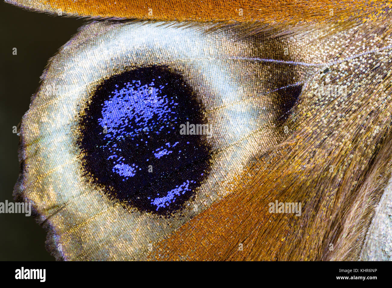 Peacock Butterfly (Inachis io) false eye spot on wing, Bavaria, Germany Stock Photo