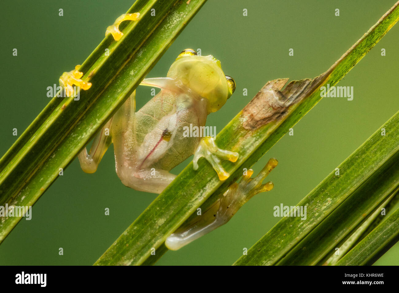 Reticulated Glass Frog (Hyalinobatrachium valerioi) translucent