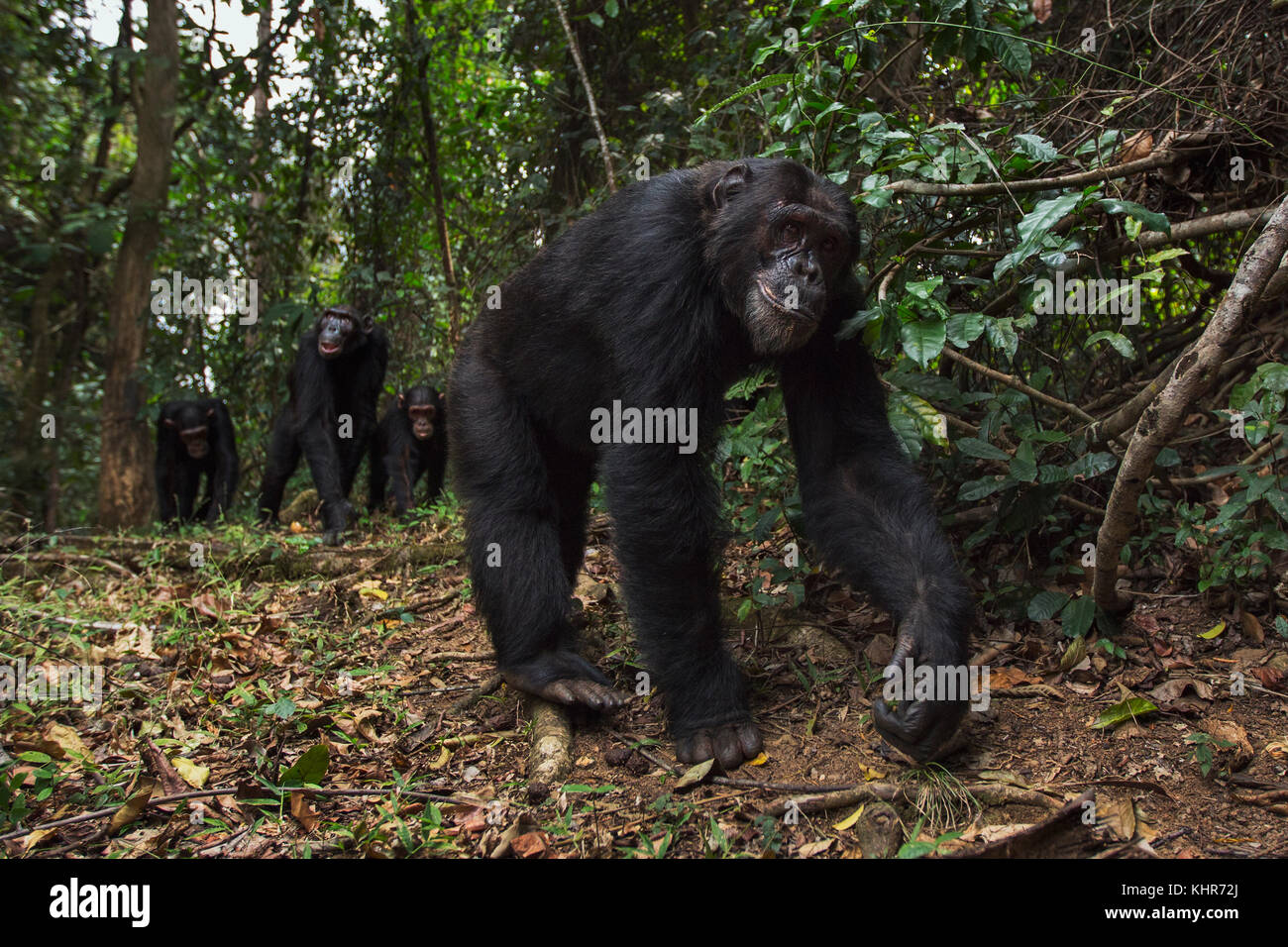 Eastern Chimpanzee (Pan troglodytes schweinfurthii) male, eighteen