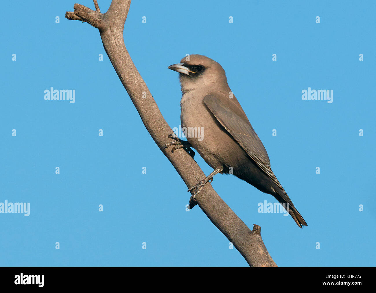 Blackfaced Woodswallow (Artamus cinereus), Mount Isa, Queensland