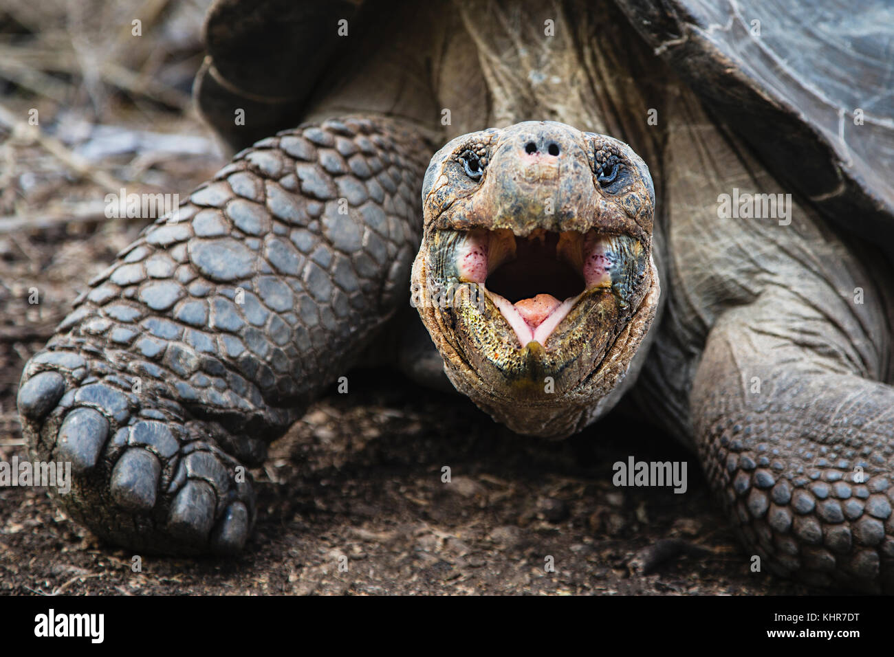 Volcan Alcedo Giant Tortoise (Chelonoidis nigra vandenburghi) in ...