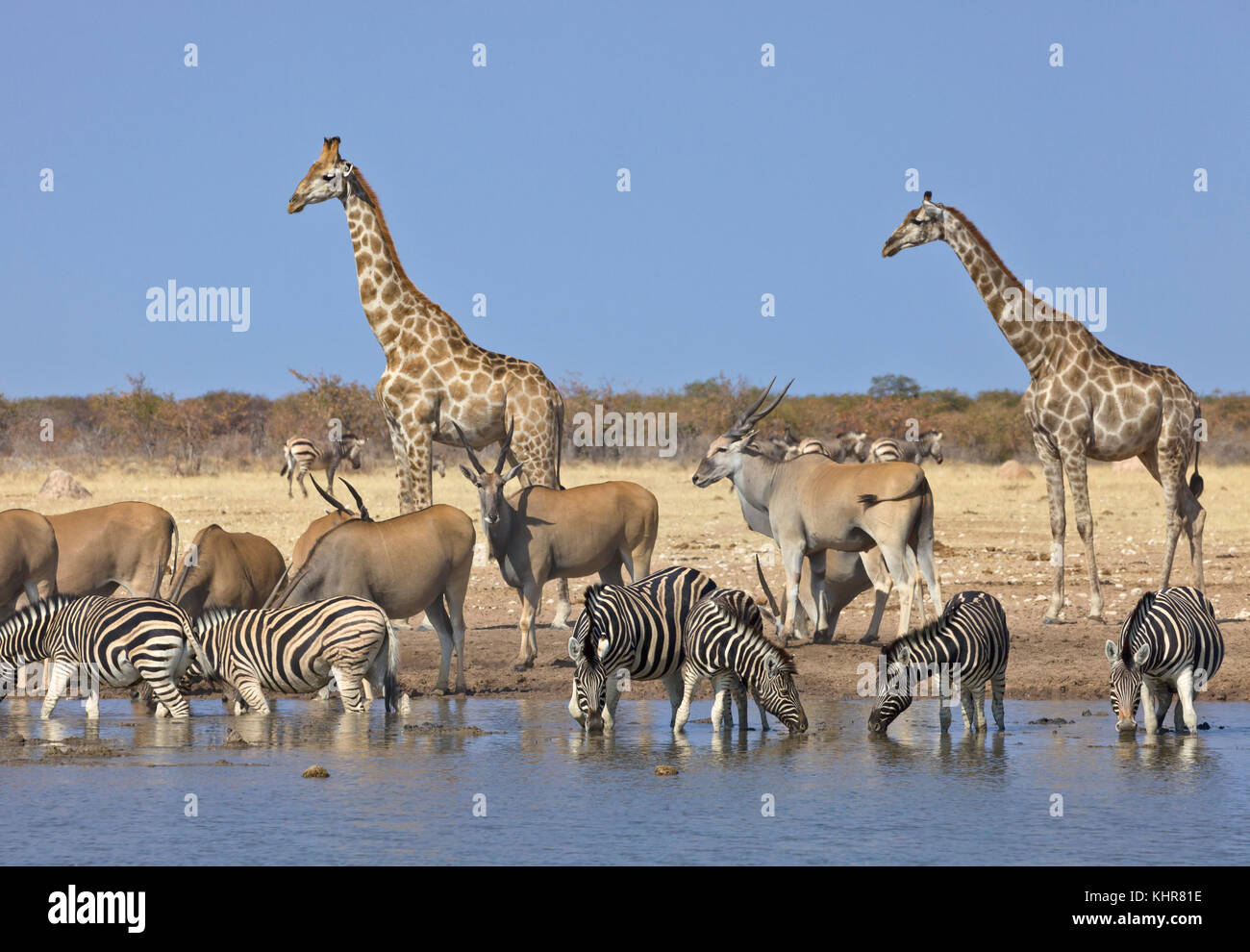 Angolan Giraffe (Giraffa giraffa angolensis) pair, Common Elands (Tragelaphus oryx), and Zebra (Equus quagga) herd at waterhole in dry season, Etosha  Stock Photo