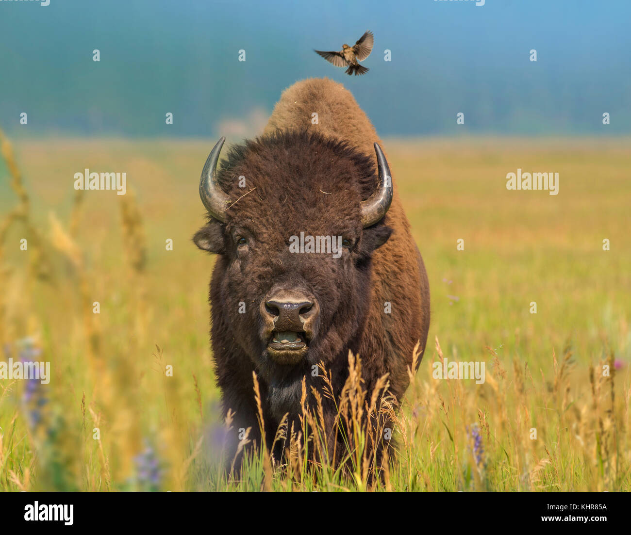American Bison (Bison bison) bull with landing female Brownheaded
