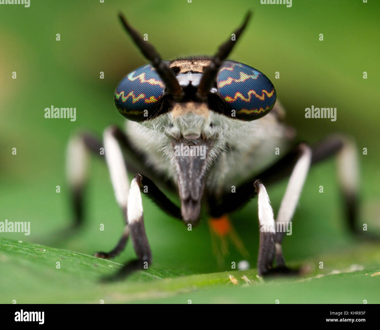 Horse Fly (Tabanidae), Danum Valley Conservation Area, Sabah, Borneo, Malaysia Stock Photo