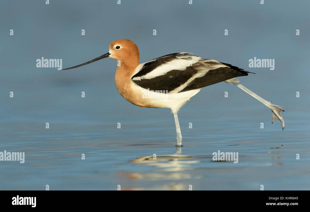 American Avocet (Recurvirostra americana) stretching leg, Texas Stock ...