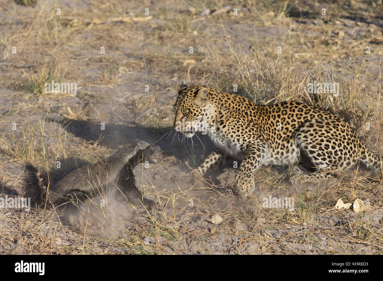 Honey Badger Vs Leopard