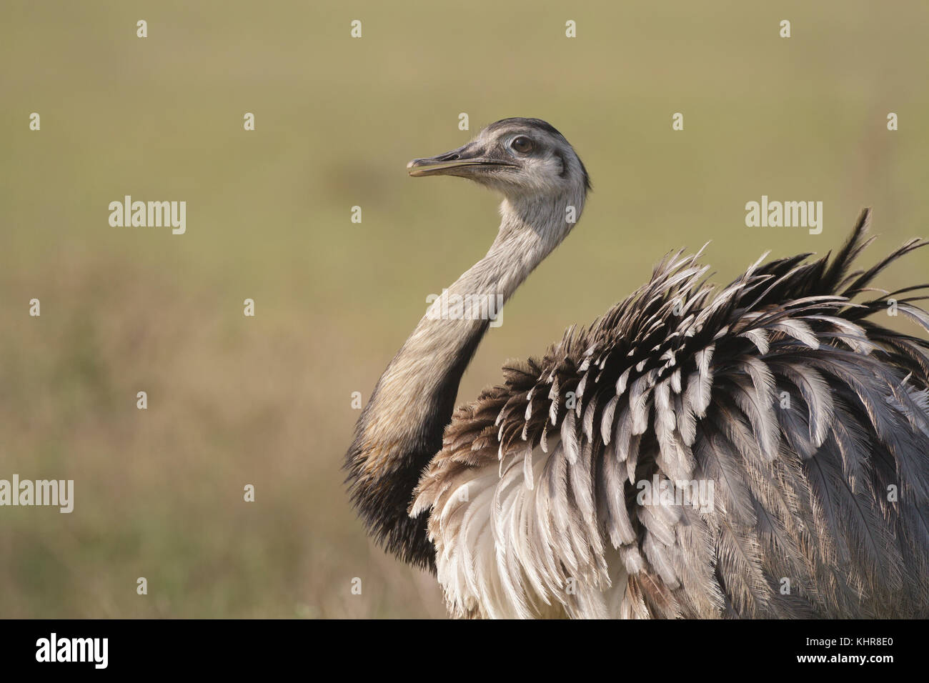 Greater Rhea (Rhea americana), Corrientes, Argentina Stock Photo - Alamy