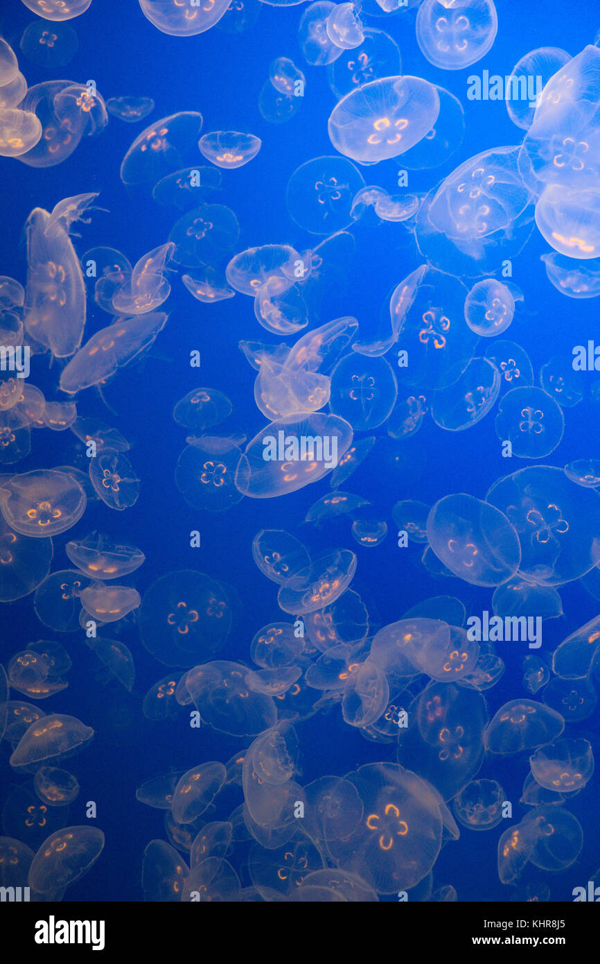 Moon Jelly (Aurelia aurita) group, native to Atlantic Ocean, Monterey Bay Aquarium Stock Photo