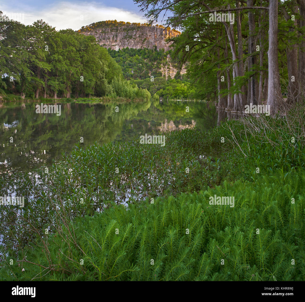 Bald Cypress (Taxodium distichum) trees along river, Frio River, Old ...