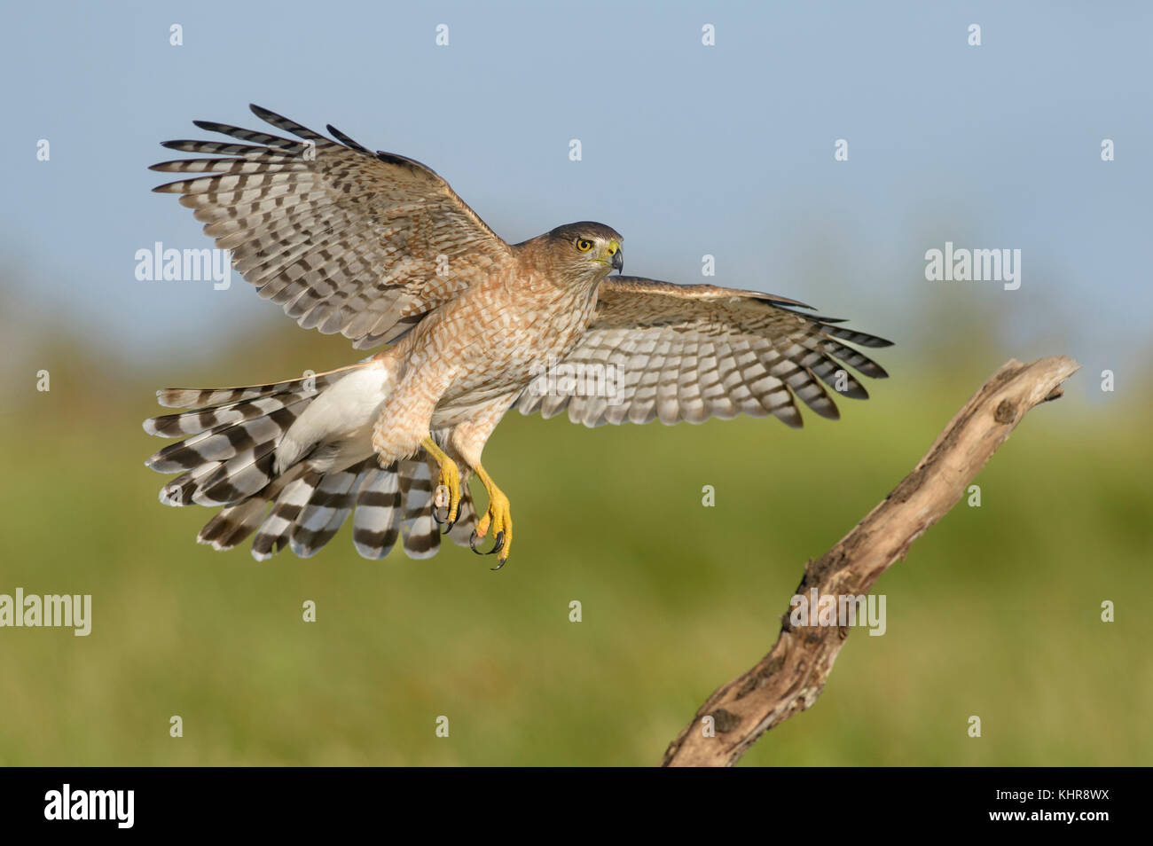 Female coopers hawk hi-res stock photography and images - Alamy
