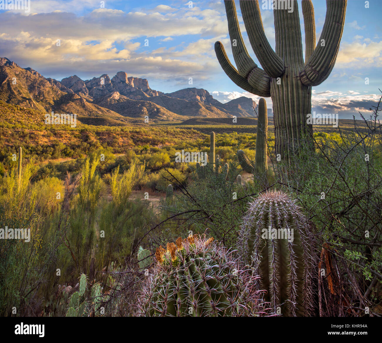 Saguaro (Carnegiea gigantea) and barrel cacti, Santa Catalina Mountains ...