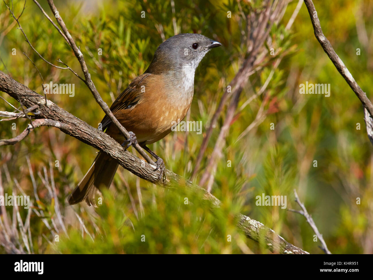 Olive Whistler (Pachycephala olivacea), Lower Glenelg National Park ...