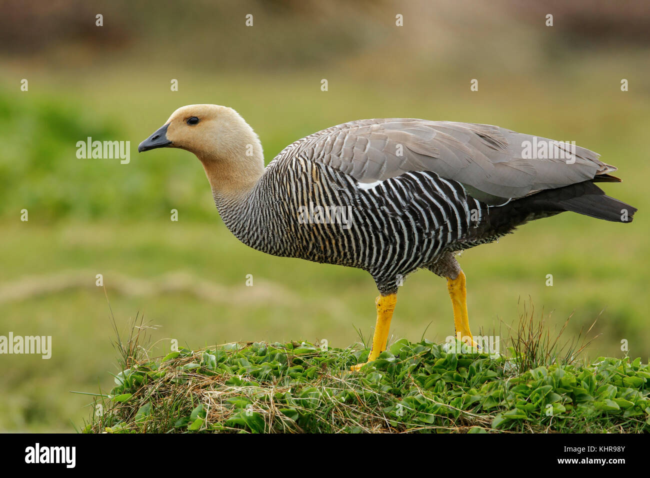 Upland Goose Chloephaga Picta Female Falkland Islands Stock Photo upland-goose-chloephaga-picta-female-falkland-islands-stock-photo