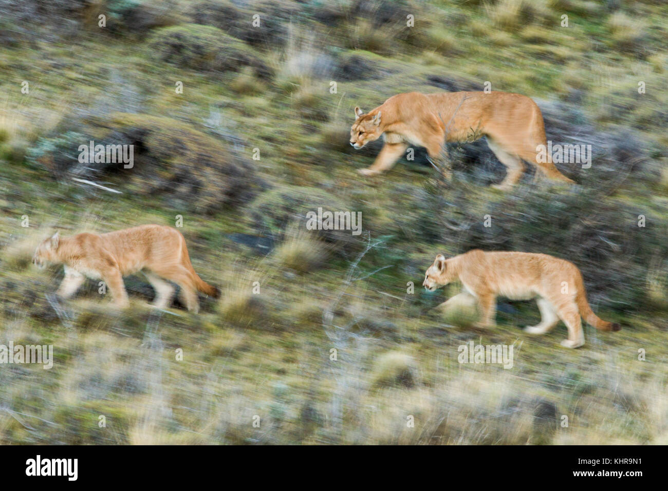 6 month old puma hotsell