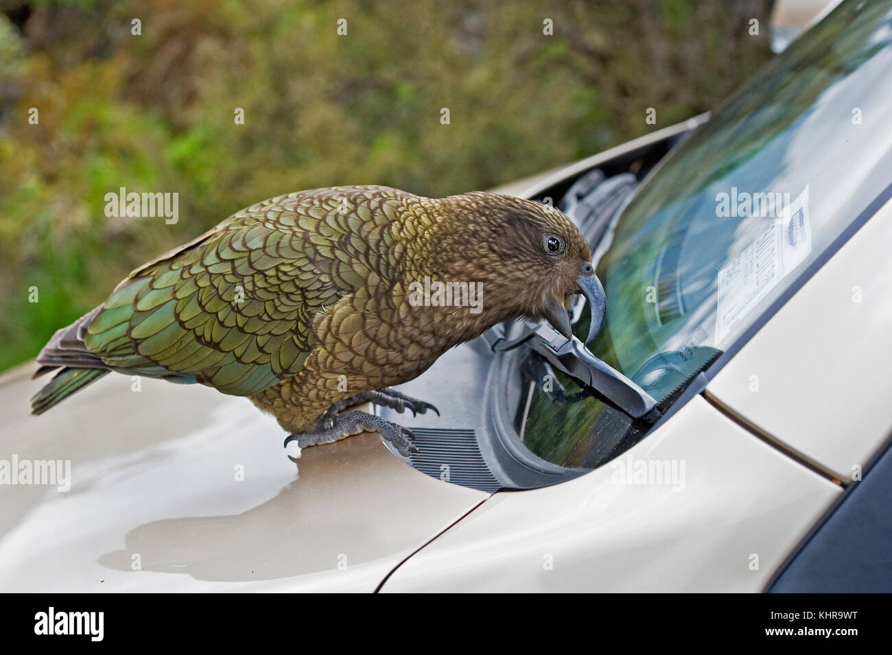 Endemic to New Zealand, a curious kea / Nestor notabilis bites a car tire  at Homer Tunnel, Fiordland NP, South Island.