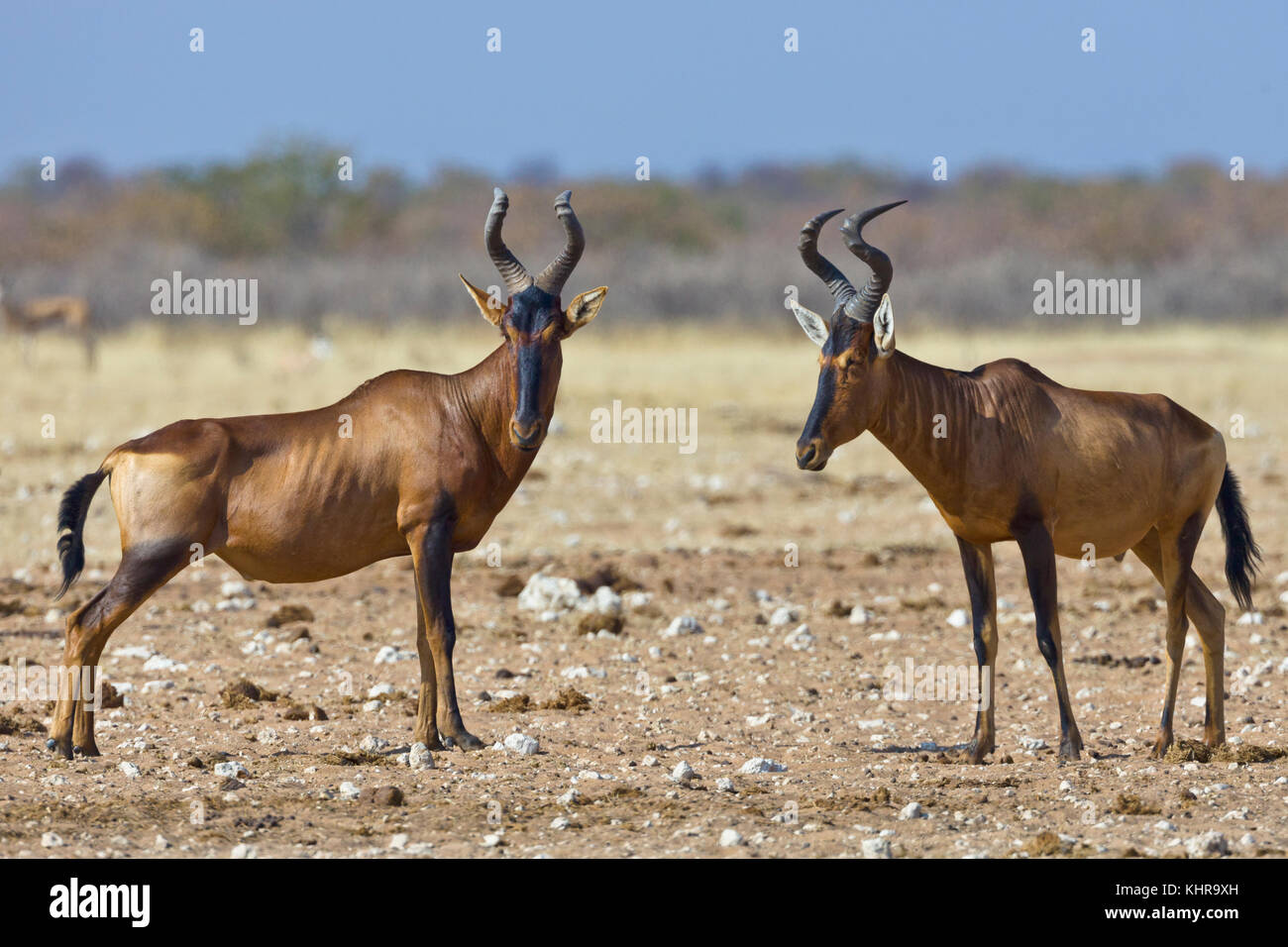 Red Hartebeest (Alcelaphus caama) pair, Etosha National Park, Namibia ...