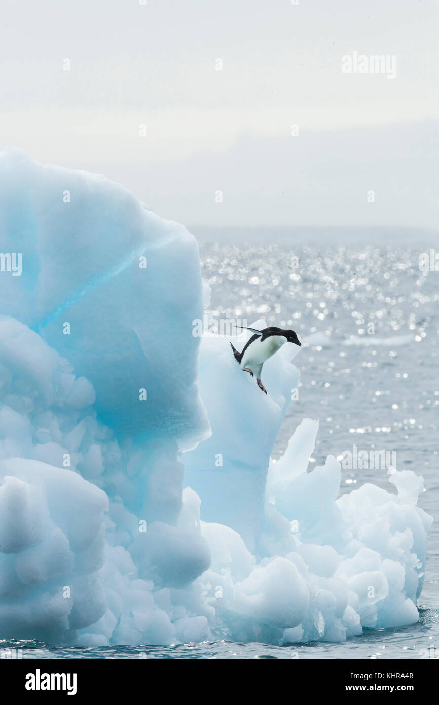 Adelie Penguin (Pygoscelis adeliae) jumping from iceberg, Antarctica ...