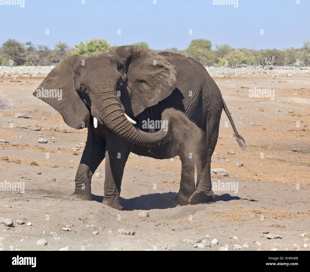 African Elephant (Loxodonta africana) sub-adult dust bathing, Etosha ...