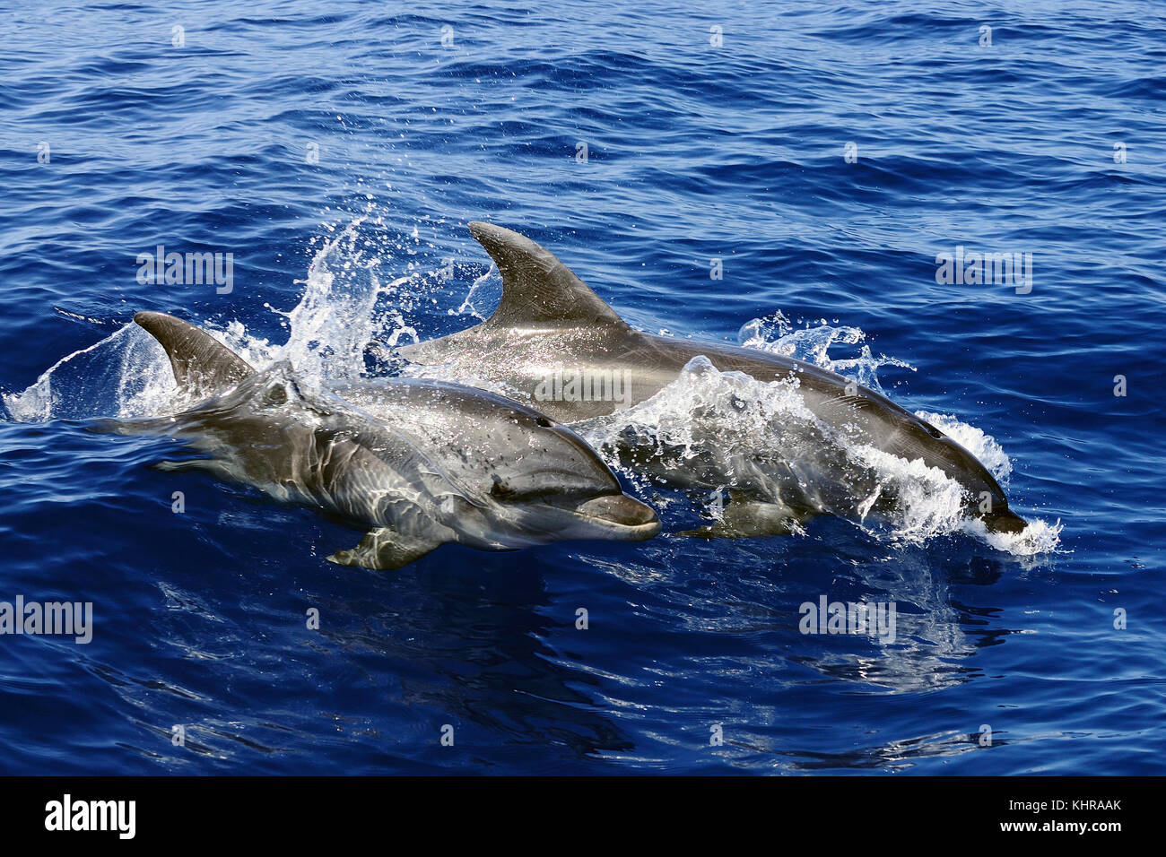 Bottlenose Dolphin (Tursiops truncatus) pair porpoising, Spain Stock Photo