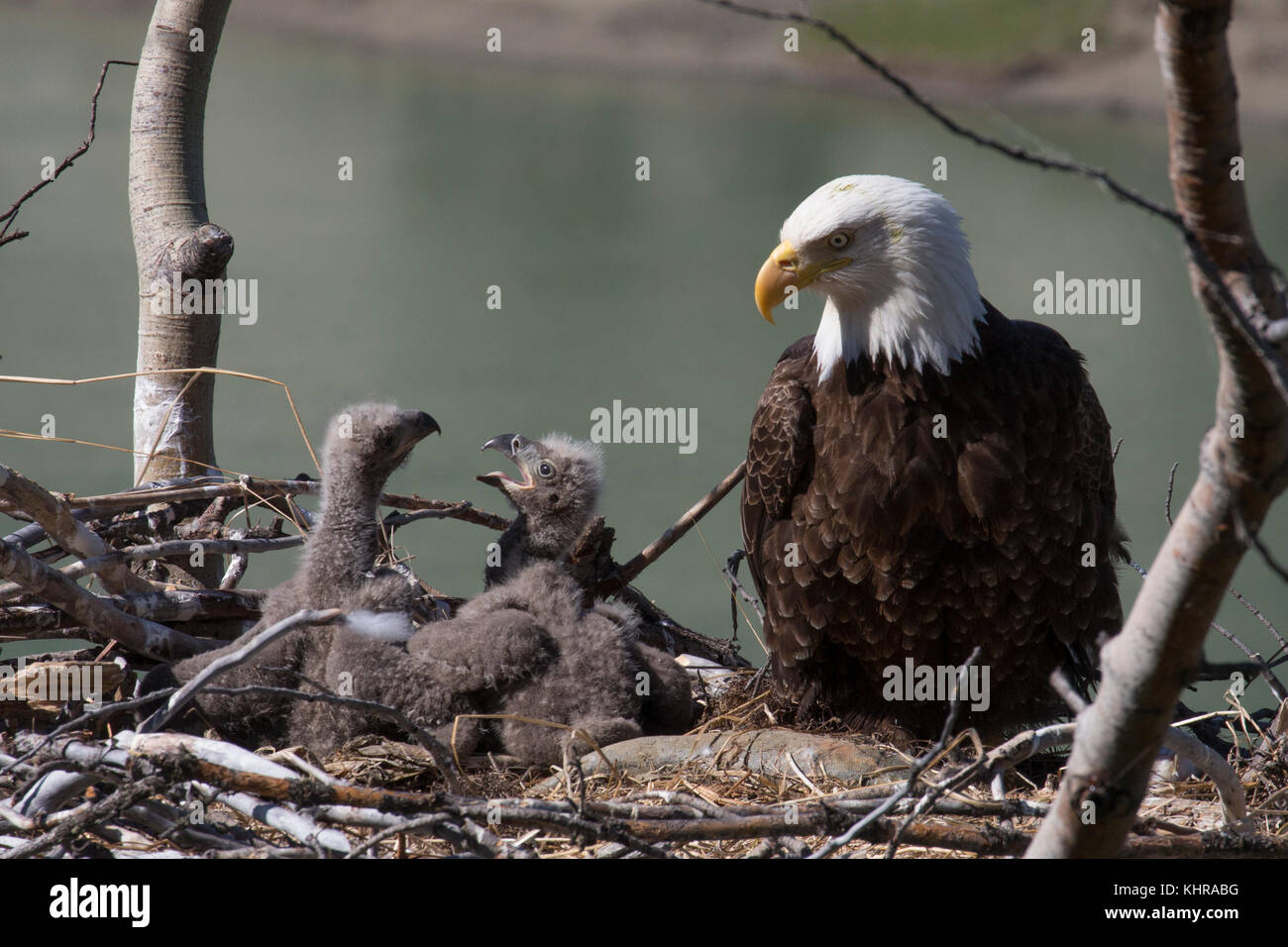 Bald Eagle (Haliaeetus leucocephalus) parent at nest with chicks, Yukon