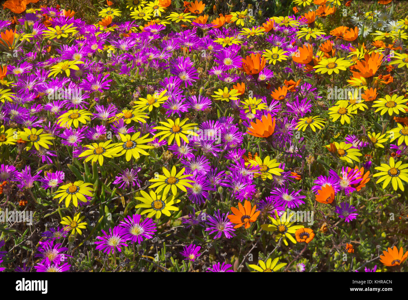 Glandular Cape Marigold (Dimorphotheca sinuata) and Dew Flower