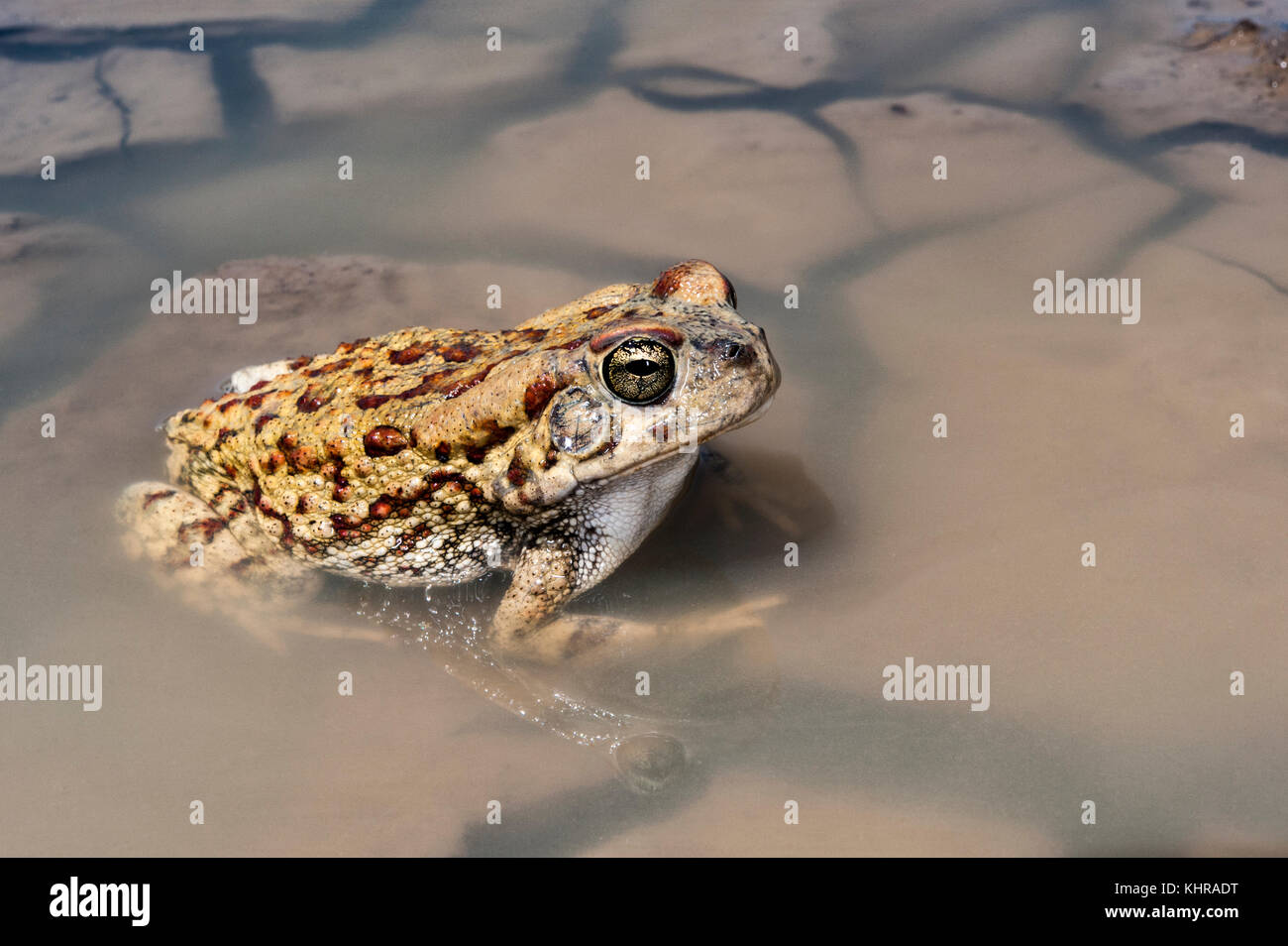 Western Olive Toad (Amietophrynus poweri) in shallow water, Marakele National Park, Limpopo, South Africa Stock Photo