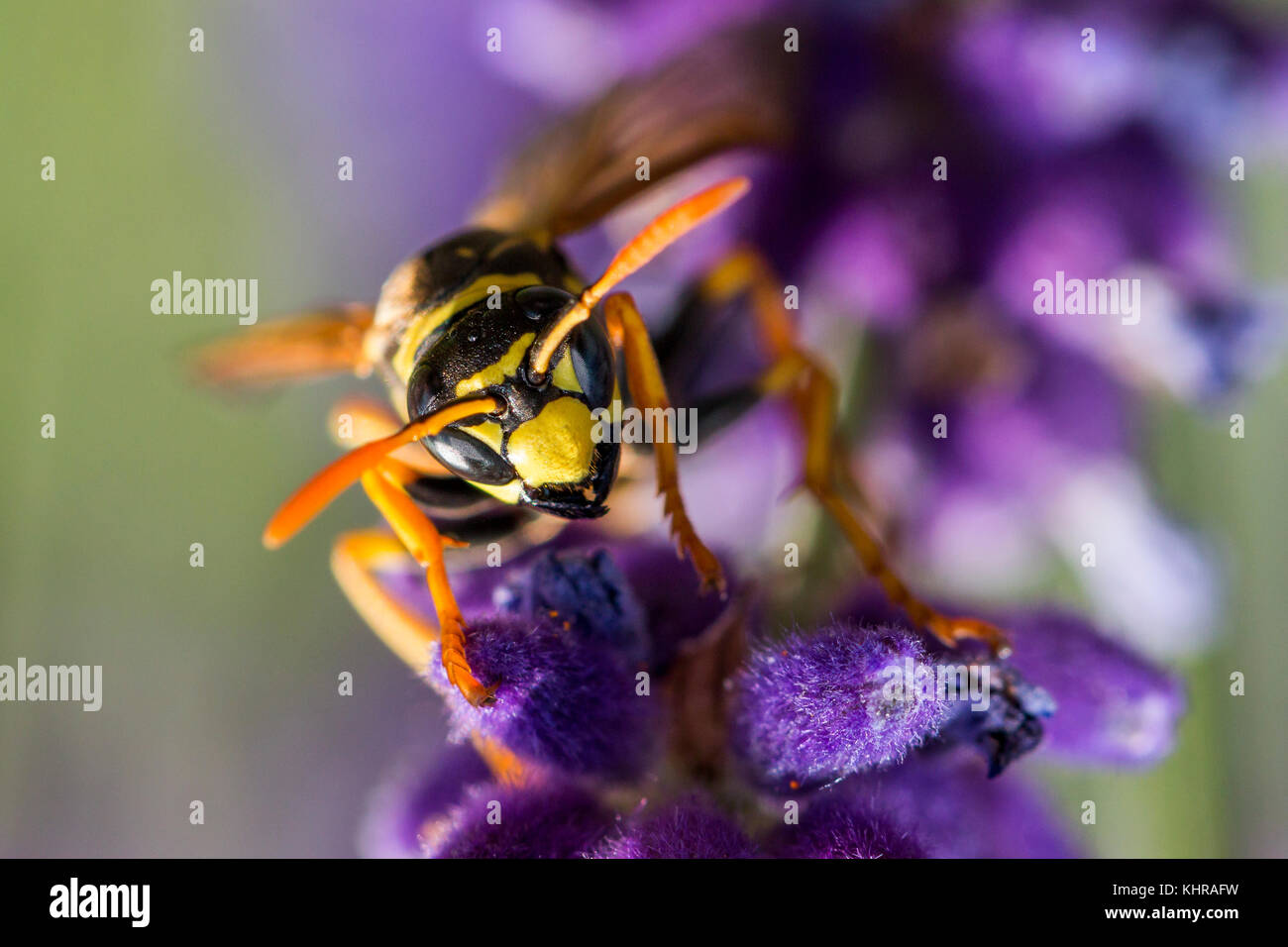 European Paper Wasp (Polistes dominulus), Bavaria, Germany Stock Photo