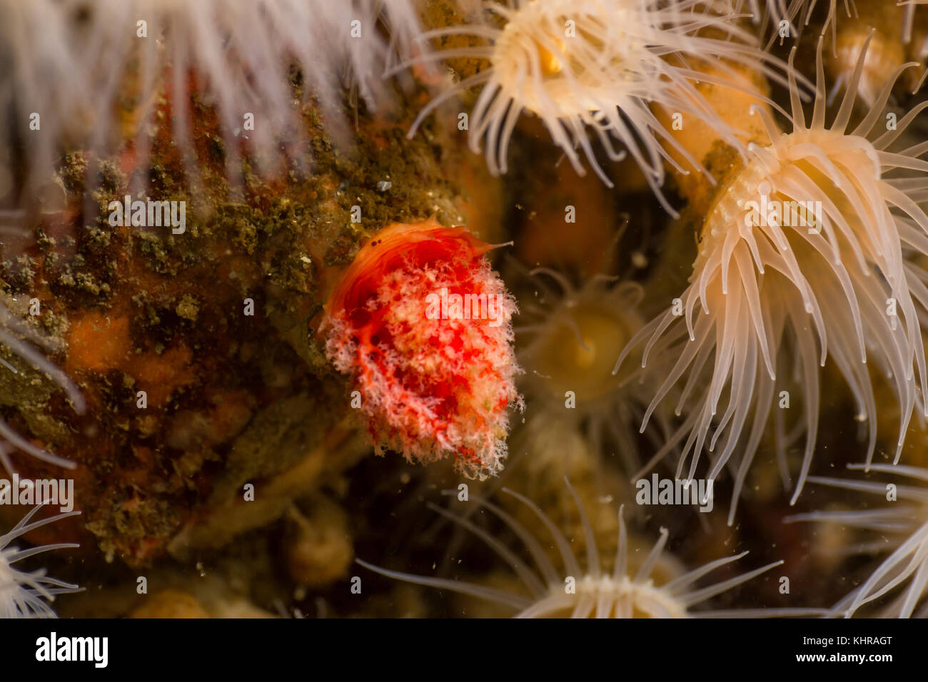 Macro Picture of an Anemone in Pacific Northwest Ocean. Picture taken
