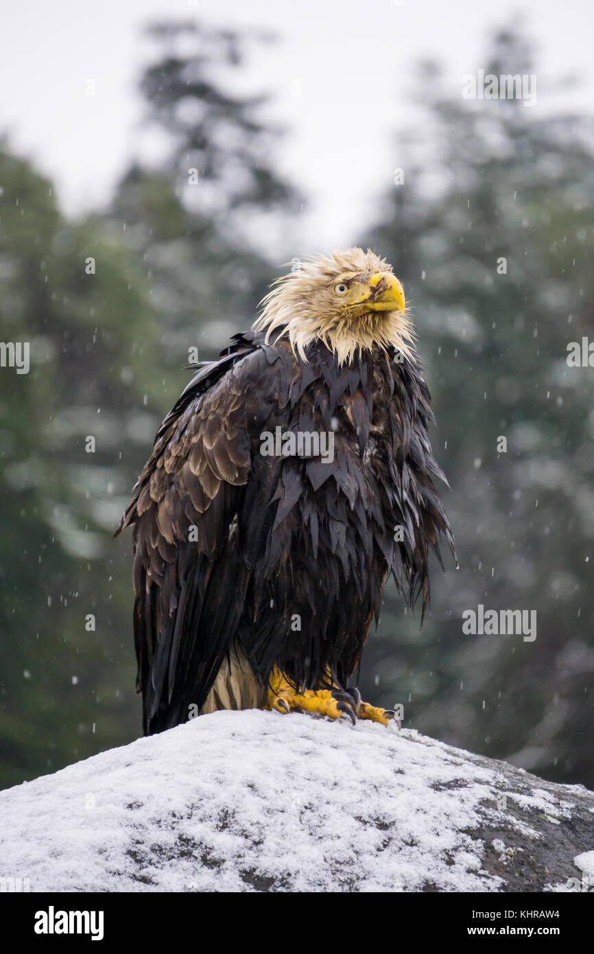 Big and old Eagle sitting on a rock covered in snow. Picture taken in Hornby Island, British