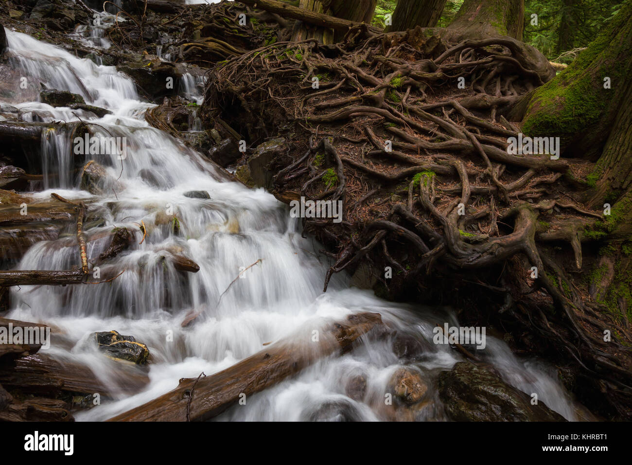 Beautiful river flowing around the rocks and tree roots. Taken in Bridal Veil Falls Provincial Park, British Columbia, Canada. Stock Photo