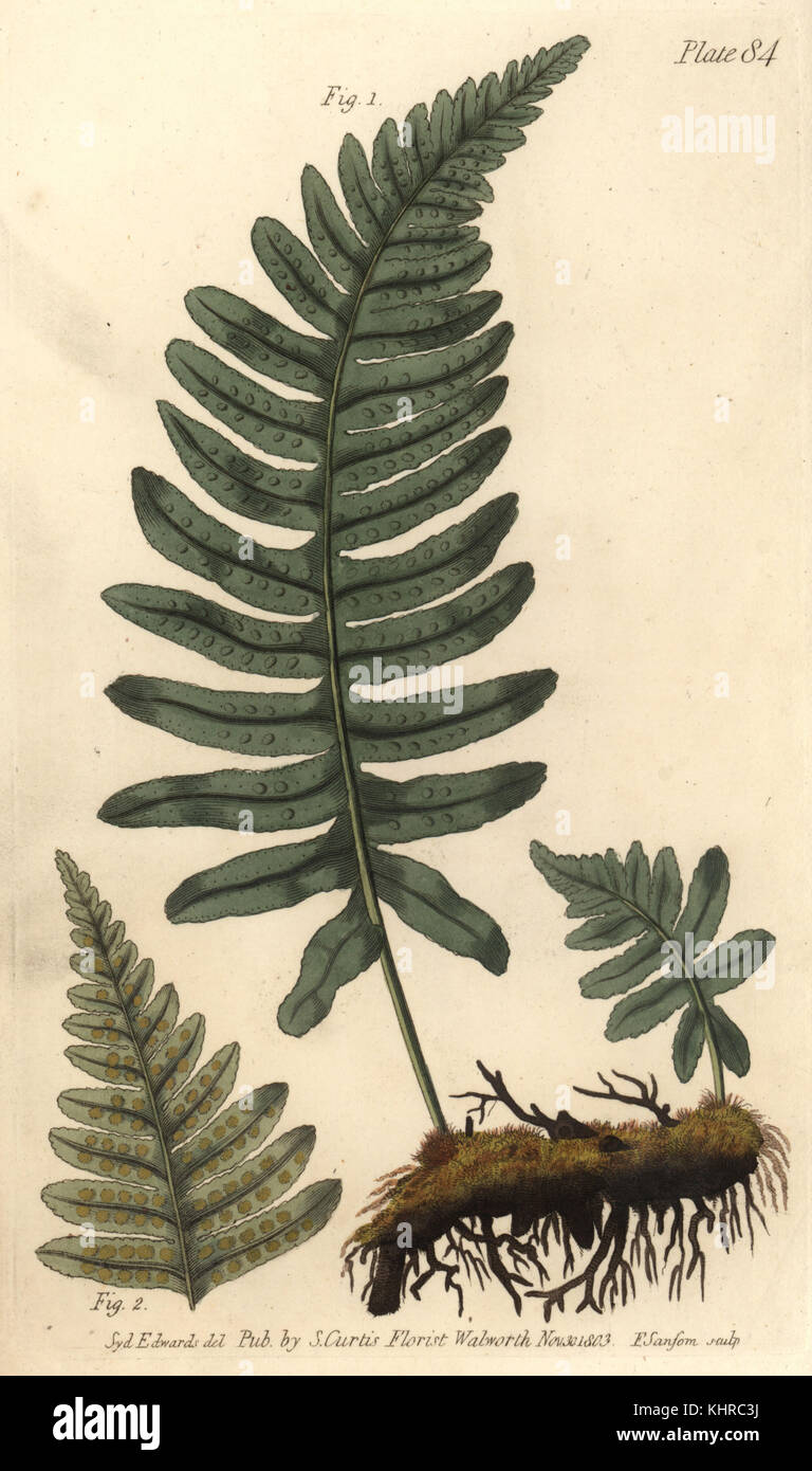 Rockcap fern or polypody, Polypodium vulgare, Filices. Handcoloured copperplate engraving by F. Sansom of a botanical illustration by Sydenham Edwards for William Curtis' Lectures on Botany, as delivered in the Botanic Garden at Lambeth, 1805. Stock Photo