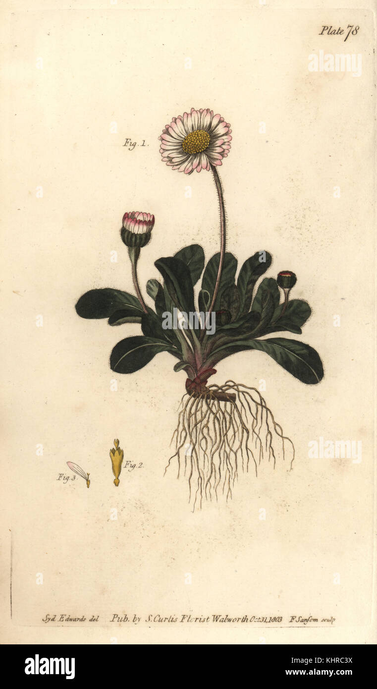 Daisy, Bellis perennis, Polygamia superflua. Handcoloured copperplate engraving by F. Sansom of a botanical illustration by Sydenham Edwards for William Curtis' Lectures on Botany, as delivered in the Botanic Garden at Lambeth, 1805. Stock Photo