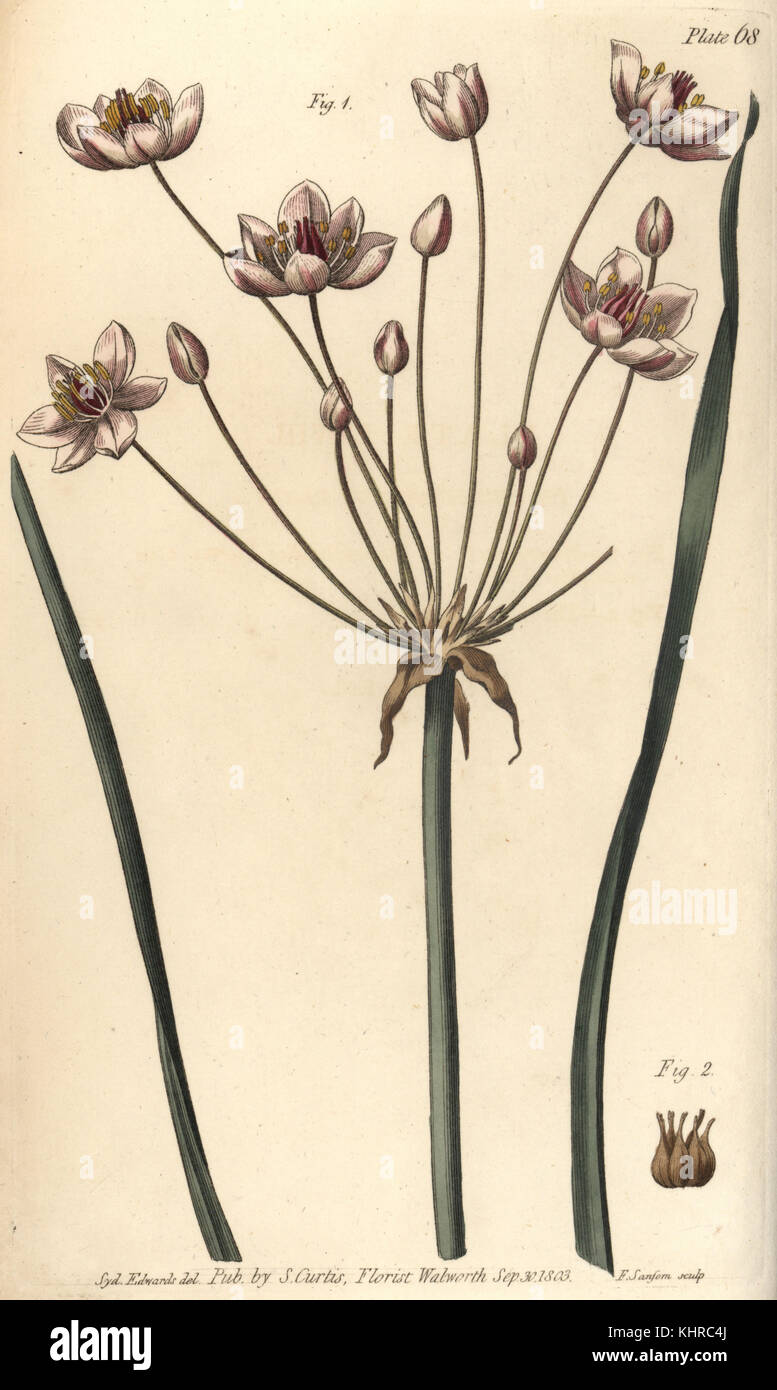 Hermaphrodite flower hires stock photography and images Alamy