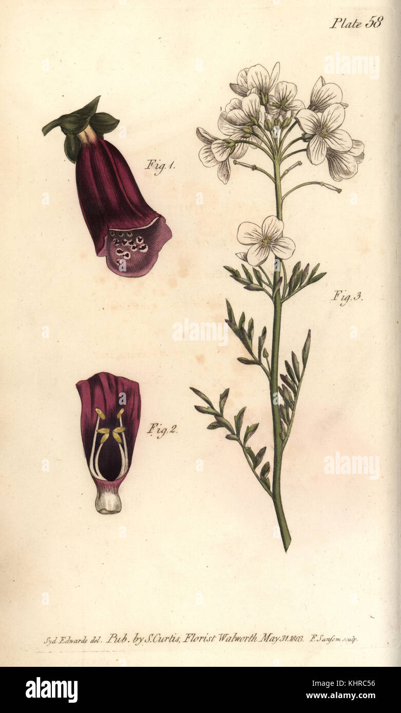 Foxglove, Digitalis purpurea, Didynamia, 1,2, and lady's smock, Cardamine pratensis, Tetradynamia, 3. Handcoloured copperplate engraving by F. Sansom of a botanical illustration by Sydenham Edwards for William Curtis' Lectures on Botany, as delivered in the Botanic Garden at Lambeth, 1805. Stock Photo
