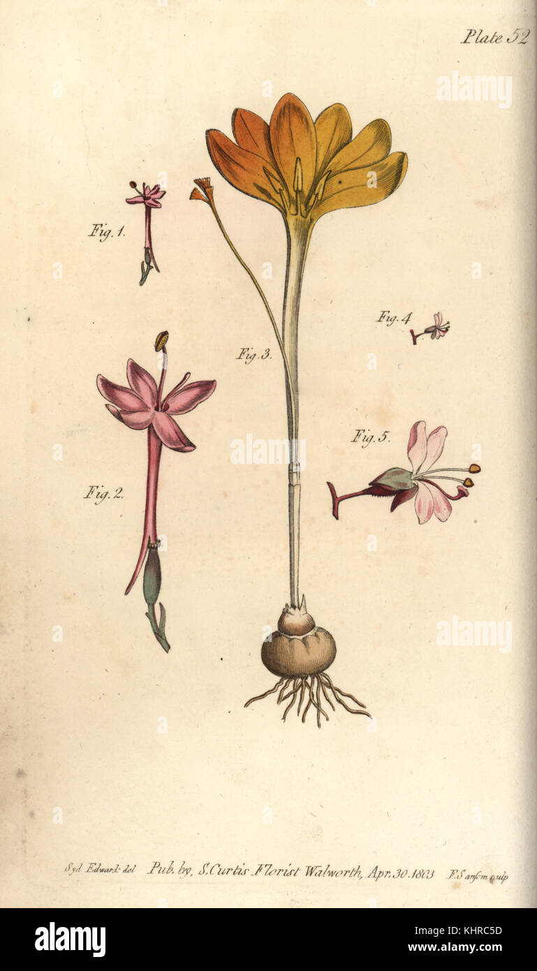 Monandria 1,2, cloth of gold, Crocus angustifolius (Triandria) 3, and enchanter's nightshade, Circaea alpina (Diandria) 4,5. Handcoloured copperplate engraving of a botanical illustration by Sydenham Edwards for William Curtis' Lectures on Botany, as delivered in the Botanic Garden at Lambeth, 1805. Stock Photo