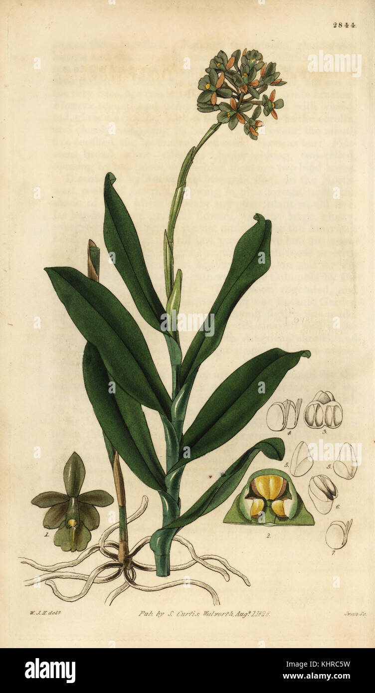 Brown epidendrum orchid, Epidendrum anceps (Dingy-flowered epidendrum, Epidendrum fuscatum). Handcoloured copperplate engraving by Swan after an illustration by William Jackson Hooker from Samuel Curtis' Botanical Magazine, London, 1828. Stock Photo