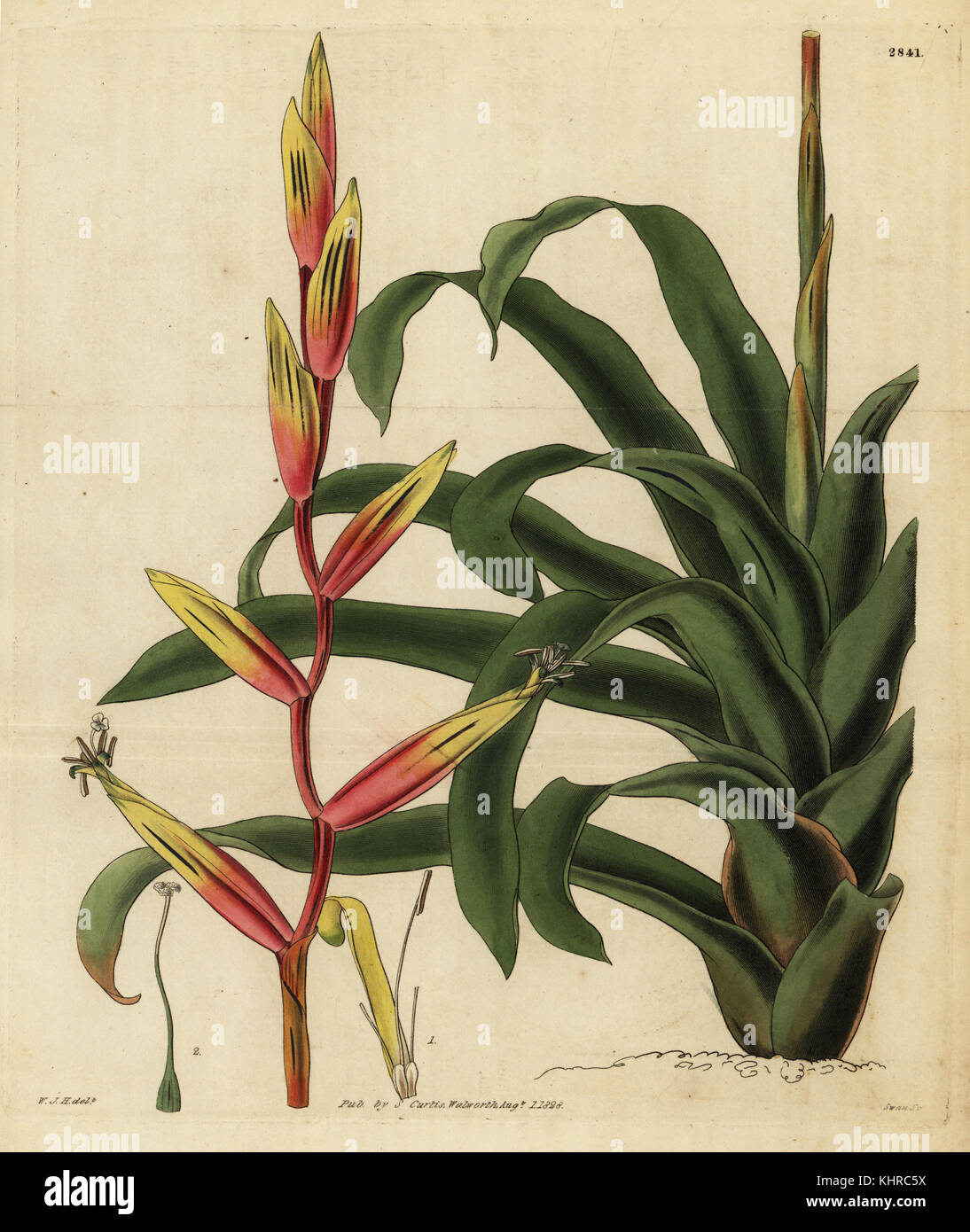 Vriesea psittacina (Gaudy-flowered tillandsia, Tillandsia psittacina). Handcoloured copperplate engraving by Swan after an illustration by William Jackson Hooker from Samuel Curtis' Botanical Magazine, London, 1828. Stock Photo