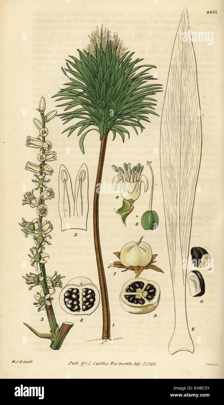 Cabbage palm, Cordyline australis. (White-flowered New Zealand dracaena, Dracaena australis.) Handcoloured copperplate engraving by Swan after an illustration by William Jackson Hooker from Samuel Curtis' Botanical Magazine, London, 1828. Stock Photo