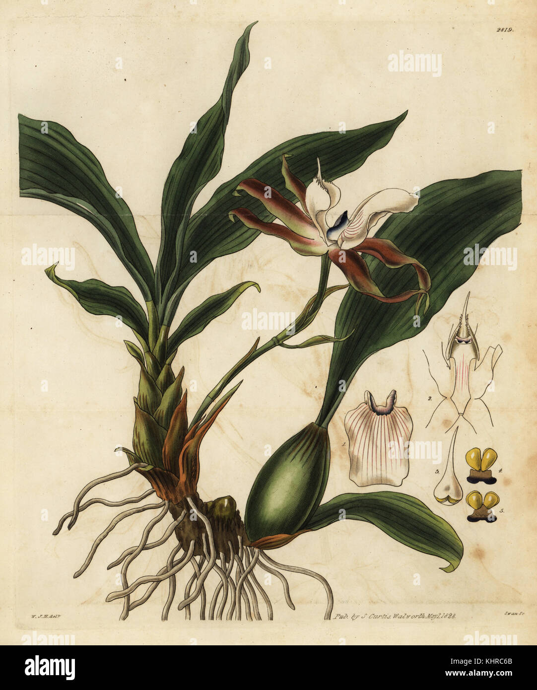 Zygosepalum labiosum orchid (Rostrate zygopetalon, Zygopetalum rostratum). Handcoloured copperplate engraving by Swan after an illustration by William Jackson Hooker from Samuel Curtis' Botanical Magazine, London, 1828. Stock Photo