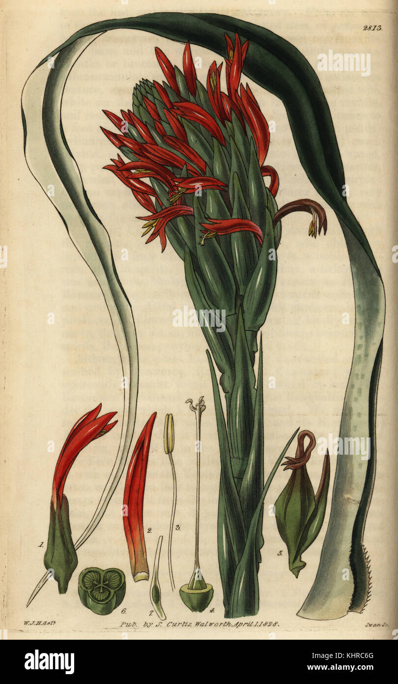 Pitcairnia bifrons (Bracteated pitcairnia, Pitcairnia bracteata). Handcoloured copperplate engraving by Swan after an illustration by William Jackson Hooker from Samuel Curtis' Botanical Magazine, London, 1828. Stock Photo
