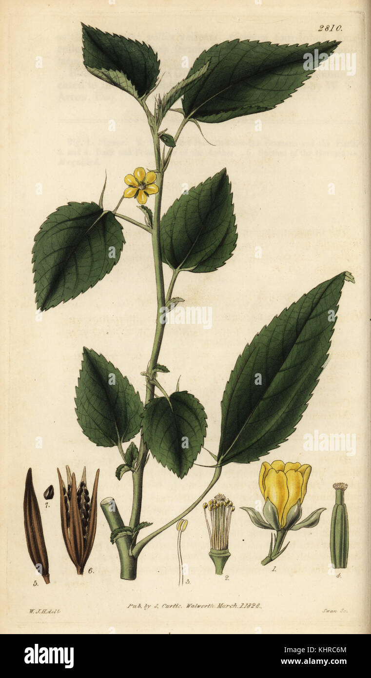 Nalta jute, tossa jute, Jew's mallow, Corchorus olitorius. Handcoloured copperplate engraving by Swan after an illustration by William Jackson Hooker from Samuel Curtis' Botanical Magazine, London, 1828. Stock Photo