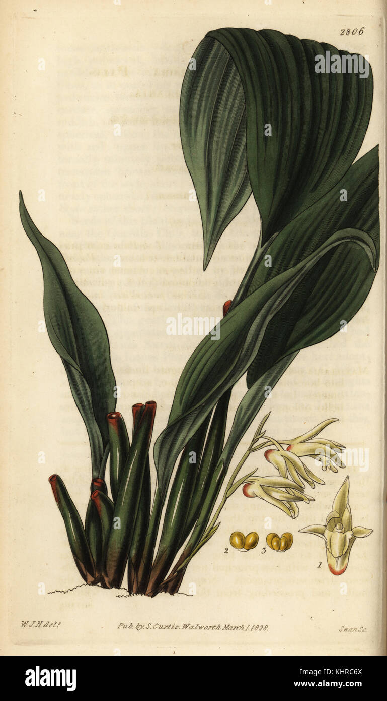 Pale xylobium orchid, Xylobium pallidiflorum (Pale-flowered maxillaria orchid, Maxillaria pallidiflora). Handcoloured copperplate engraving by Swan after an illustration by William Jackson Hooker from Samuel Curtis' Botanical Magazine, London, 1828. Stock Photo