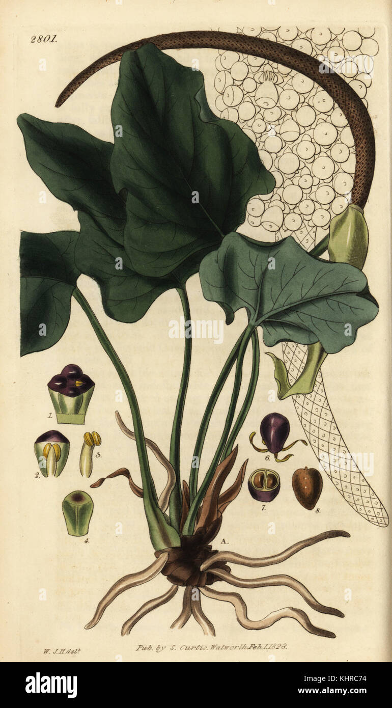 Anthurium macrophyllum (Large-leaved pothos, Pothos macrophylla). Handcoloured copperplate engraving by Swan after an illustration by William Jackson Hooker from Samuel Curtis' Botanical Magazine, London, 1828. Stock Photo